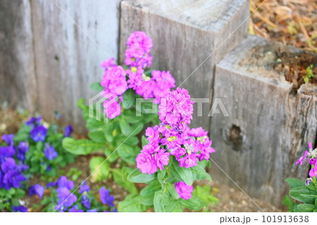 爽やかストックの花 101913638