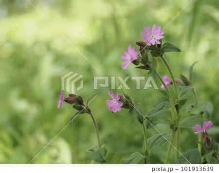 野に咲く可愛いレッドキャンピオンの花 野に咲く可愛いレッドキャンピオンの花 101913639
