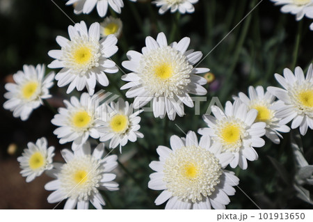 花壇に咲く白い小花スノーフレア 花壇に咲く白い小花スノーフレア 101913650