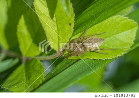 イオウイロハシリグモ イオウイロハシリグモ 101913793