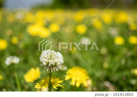 春の野原に咲くシロツメクサとタンポポ 101913802
