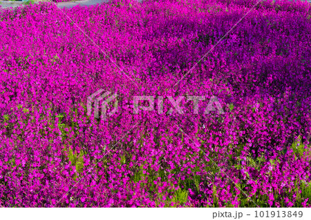 フクロナデシコ フクロナデシコ 101913849