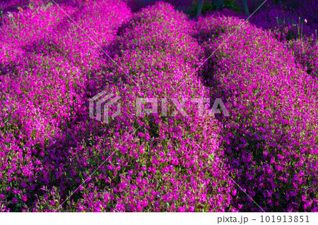 フクロナデシコ フクロナデシコ 101913851