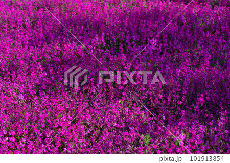 フクロナデシコ フクロナデシコ 101913854