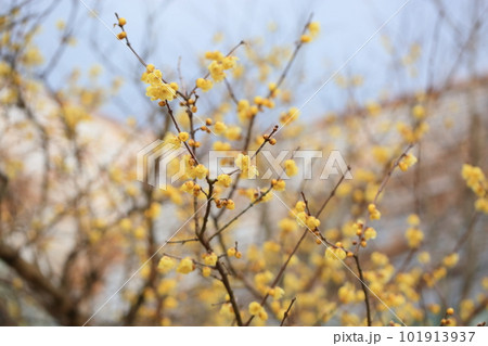 明るいロウバイの花 101913937