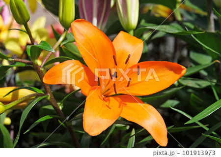 Beautiful decorative flower Lily (lat. Lilium) 101913973
