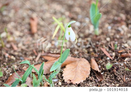 可愛いスノードロップの花 101914018