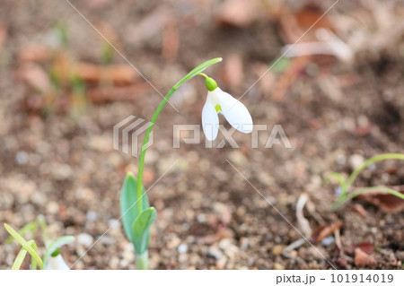 可愛いスノードロップの花 可愛いスノードロップの花 101914019