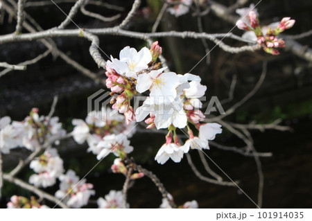 さくら　春が到来　 101914035