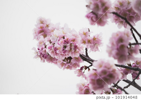 美しく咲く桜 101914048