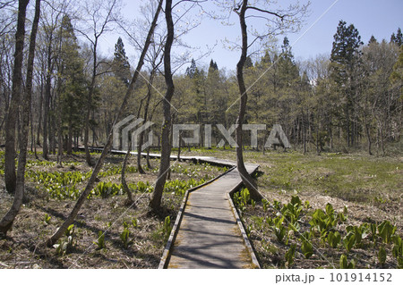落倉湿原と満開の水芭蕉　長野県白馬村 101914152