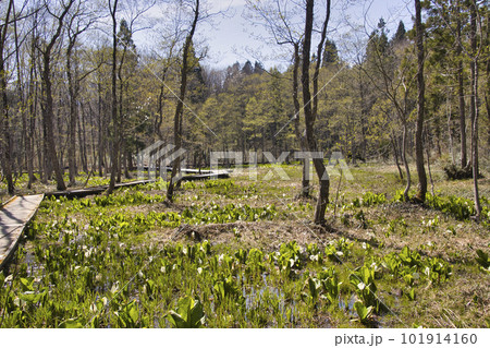 落倉湿原と満開の水芭蕉 長野県白馬村 落倉湿原と満開の水芭蕉 長野県白馬村 101914160