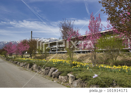 満開の花々と白馬駅　長野県白馬村 101914171