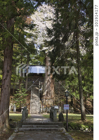 霜降宮細野諏訪神社の大杉と満開の桜 長野県白馬村 霜降宮細野諏訪神社の大杉と満開の桜 長野県白馬村 101914177
