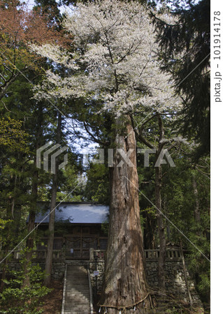 霜降宮細野諏訪神社の大杉と満開の桜　長野県白馬村 101914178