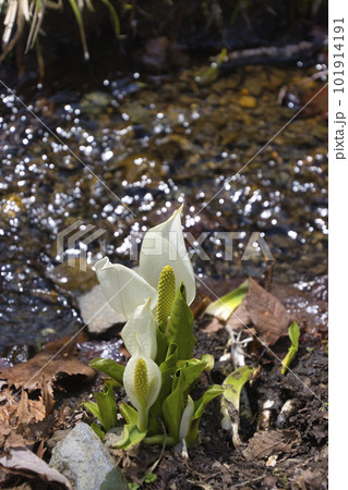 戸隠神社奥社参道脇の水芭蕉　長野県長野市 101914191