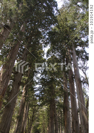 戸隠神社奥社参道の杉並木　長野県長野市 101914192