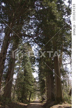 戸隠神社奥社参道の杉並木　長野県長野市 101914193