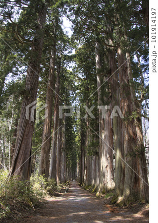 戸隠神社奥社参道の杉並木　長野県長野市 101914197