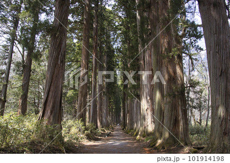 戸隠神社奥社参道の杉並木 長野県長野市 戸隠神社奥社参道の杉並木 長野県長野市 101914198