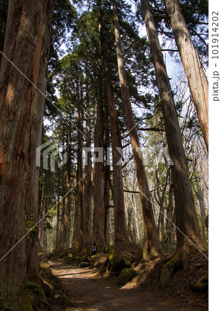 戸隠神社奥社参道の杉並木　長野県長野市 101914202