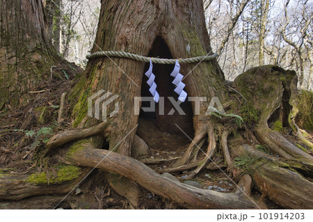 戸隠神社奥社参道の杉並木の大きな根にある祠　長野県長野市 101914203