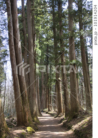 戸隠神社奥社参道の杉並木 長野県長野市 戸隠神社奥社参道の杉並木 長野県長野市 101914204