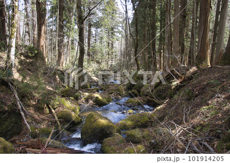 戸隠神社奥社参道の杉並木脇の清流 長野県長野市 戸隠神社奥社参道の杉並木脇の清流 長野県長野市 101914205