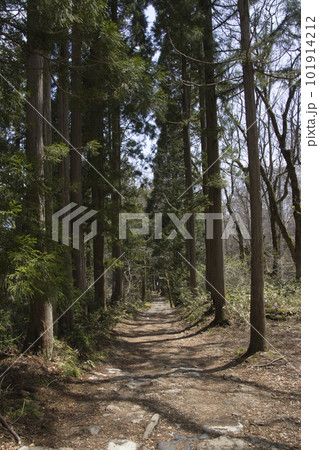 戸隠神社奥社参道の杉並木 長野県長野市 戸隠神社奥社参道の杉並木 長野県長野市 101914212