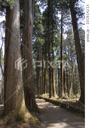 戸隠神社奥社参道の杉並木 長野県長野市 戸隠神社奥社参道の杉並木 長野県長野市 101914213