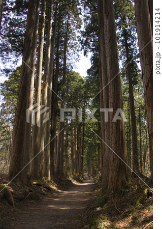 戸隠神社奥社参道の杉並木 長野県長野市 戸隠神社奥社参道の杉並木 長野県長野市 101914214
