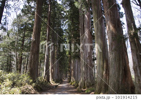 戸隠神社奥社参道の杉並木 長野県長野市 戸隠神社奥社参道の杉並木 長野県長野市 101914215