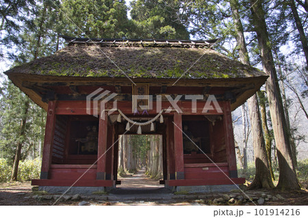 戸隠神社奥社参道の随神門と杉並木　長野県長野市 101914216