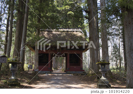 戸隠神社奥社参道の随神門と杉並木　長野県長野市 101914220