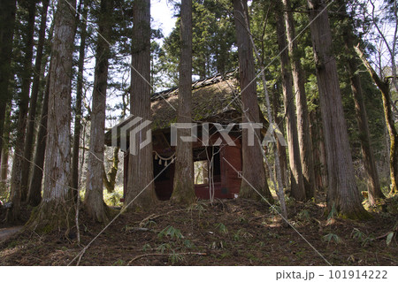 戸隠神社奥社参道の随神門と杉並木 長野県長野市 戸隠神社奥社参道の随神門と杉並木 長野県長野市 101914222