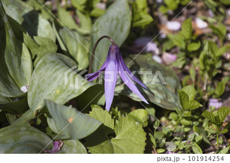 美しいカタクリの花　長野県白馬村 101914254