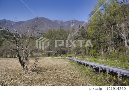 春の御海(およみ)湿原 長野県白馬村 春の御海(およみ)湿原 長野県白馬村 101914260