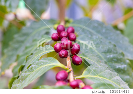 コーヒーの木の実 101914415