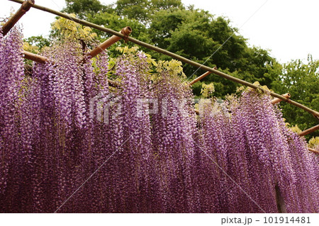 見頃を迎えた「あしかがフラワーパーク」に咲く藤の花（2） 101914481