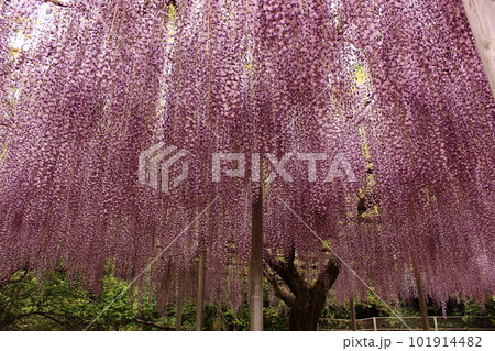 見頃を迎えた「あしかがフラワーパーク」に咲く藤の花（3） 101914482