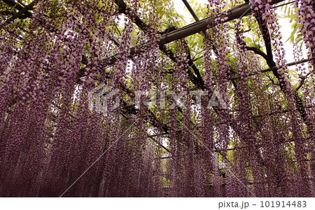 見頃を迎えた「あしかがフラワーパーク」に咲く藤の花（4） 101914483