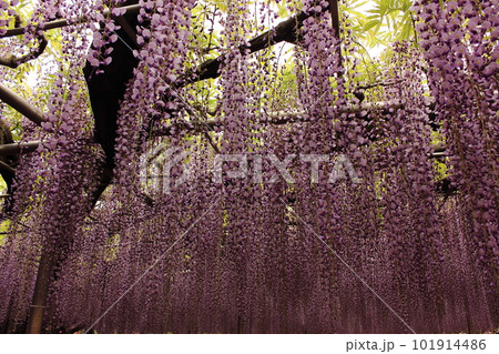 見頃を迎えた「あしかがフラワーパーク」に咲く藤の花（7） 101914486