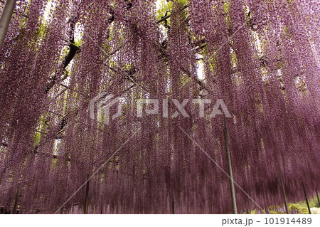 見頃を迎えた「あしかがフラワーパーク」に咲く藤の花(10) 見頃を迎えた「あしかがフラワーパーク」に咲く藤の花(10) 101914489
