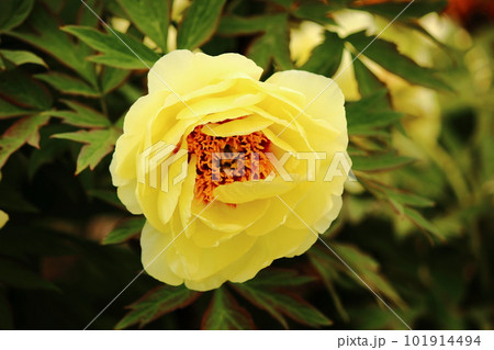 あしかがフラワーパークに咲いた黄色い牡丹（5） 101914494