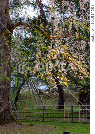 黄昏時 ライトアップが始まった弘前城の桜 青森県 黄昏時 ライトアップが始まった弘前城の桜 青森県 101914505