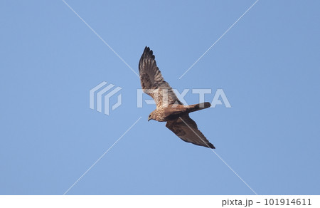 飛翔するチュウヒ 飛翔するチュウヒ 101914611