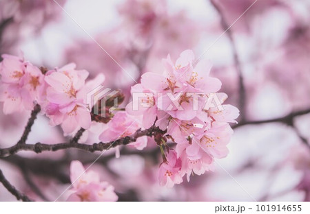 桜咲く春の訪れ 桜咲く春の訪れ 101914655