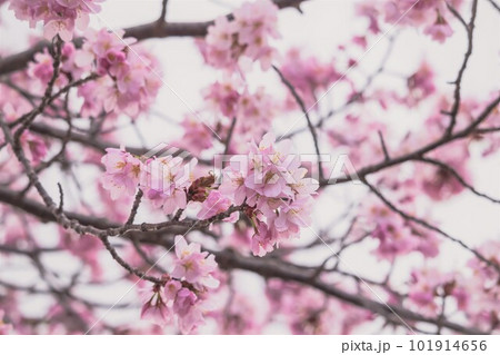 桜咲く春の訪れ 101914656