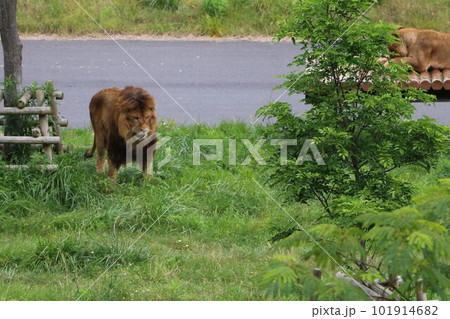 たてがみをなびかせ歩く雄ライオン 101914682