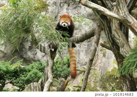 活発に動き回るレッサーパンダ 101914683